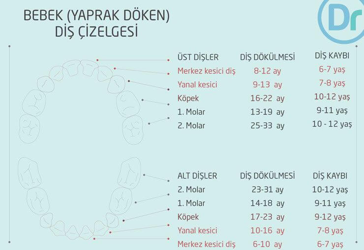 Sut Disleri Dentram Dis Klinikleri